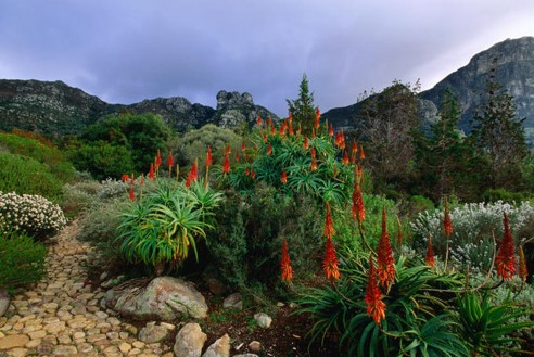 Kirstenbosch South Africa