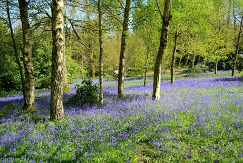 Bowood House Garden - Bluebell Wood